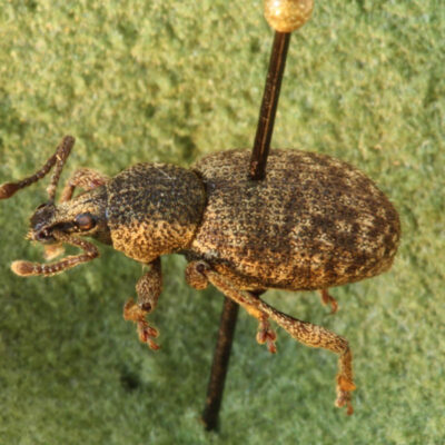 Clay Coloured Weevil — Weevils