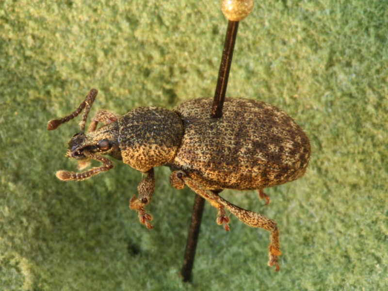 Weevils