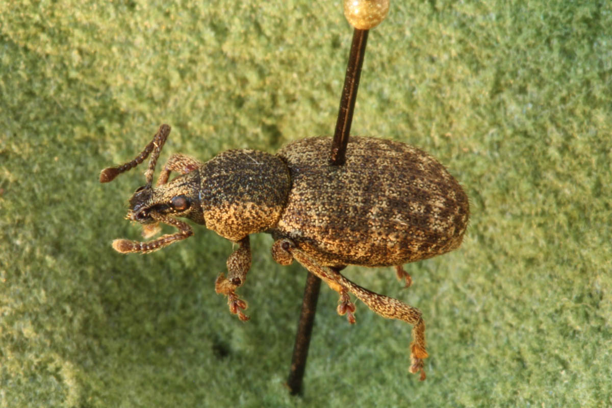 Weevils