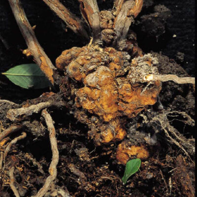 Crown Gall — Crown Gall