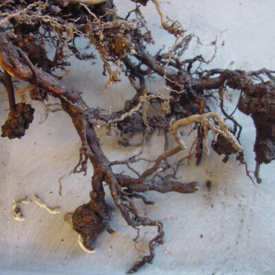 Crown Gall On Blueberry Roots — Crown Gall