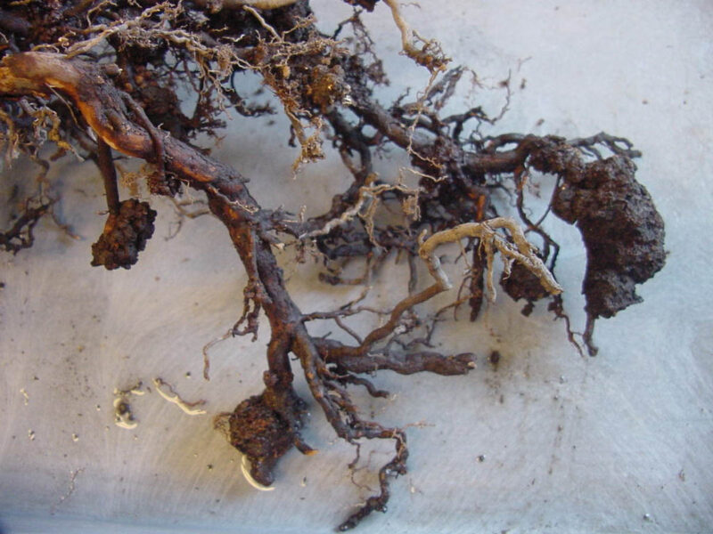 Crown Gall