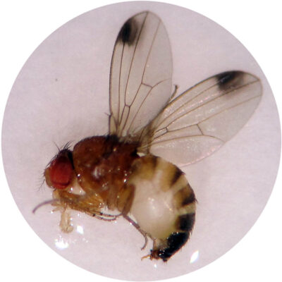 SWD Male — Spotted Wing Drosophila (SWD)