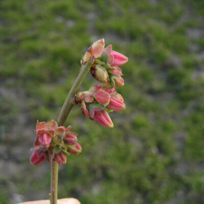 Early Pink Bud — Early Pink Bud