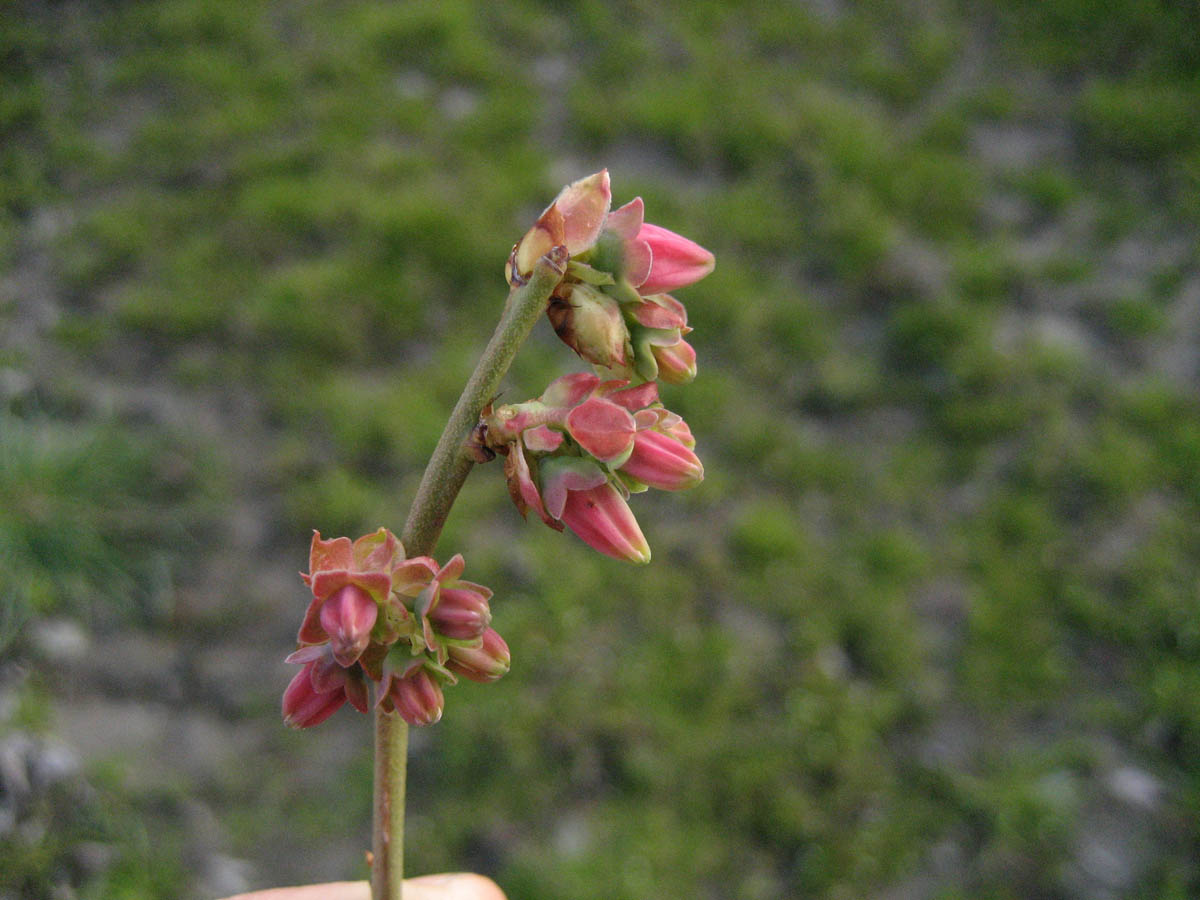 Early Pink Bud