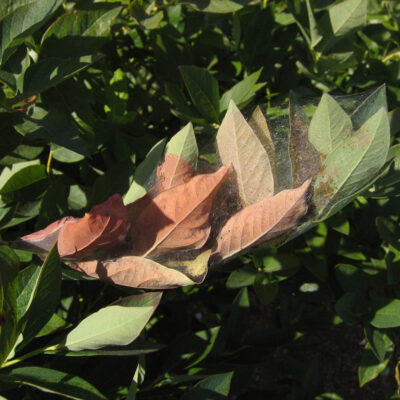 Fall Webworm — Caterpillars – Tent Forming