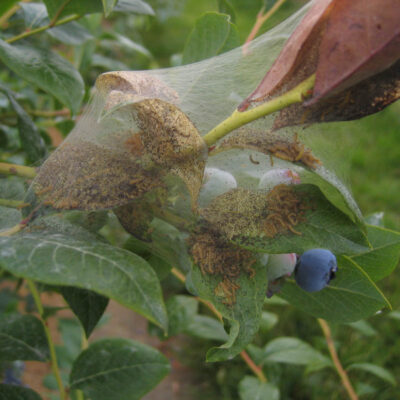 Fall Webworm — Caterpillars – Tent Forming
