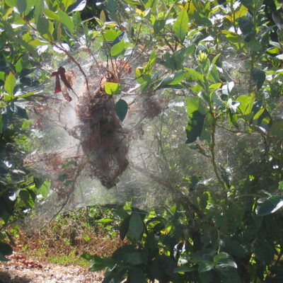 Fall Webworm — Caterpillars – Tent Forming