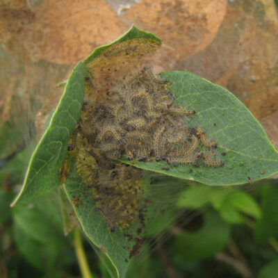 Fall Webworm — Caterpillars – Tent Forming