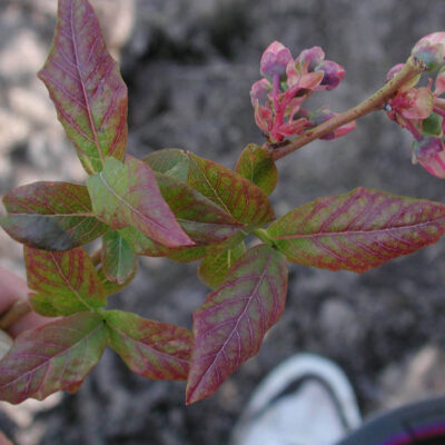 Premature Fruit Drop Leaf Reddening — Premature Fruit Drop