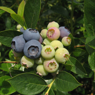 Fruit Coloring — Fruit Coloring