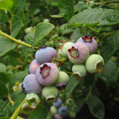 Fruit Coloring — Fruit Coloring