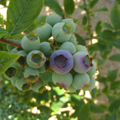 Fruit Coloring — Fruit Coloring
