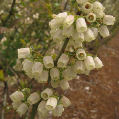 Full Bloom — Full Bloom