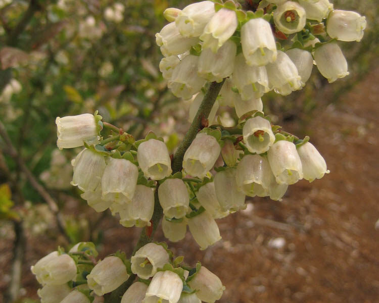 Full Bloom