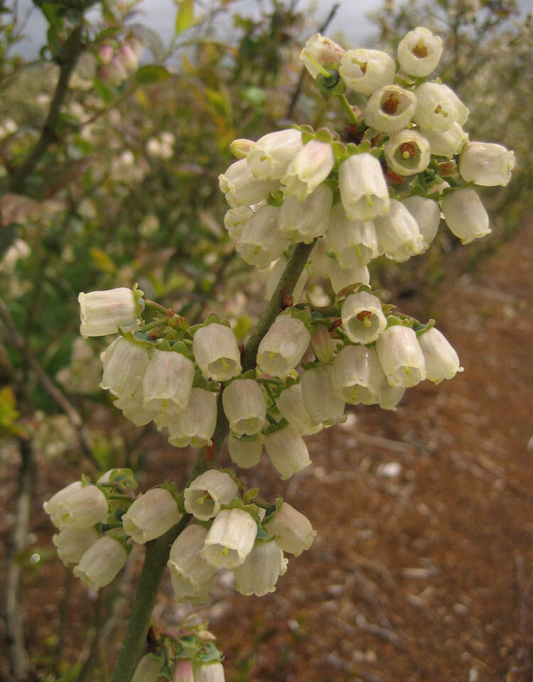 Full Bloom