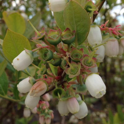 Full Bloom Petal Fall — Full Bloom