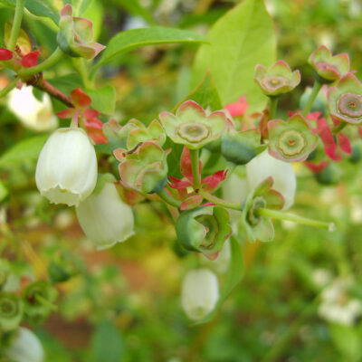Full Bloom Petal Fall — Full Bloom