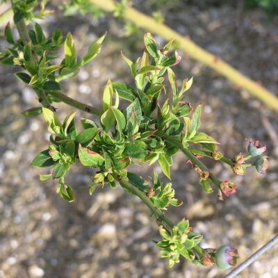 Glyphosate (Roundup) Injury — Glyphosate (Roundup) Injury