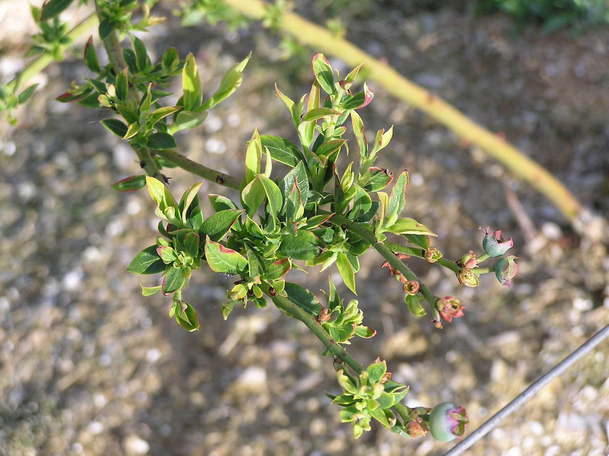 Glyphosate (Roundup) Injury