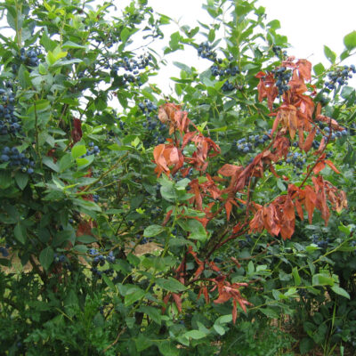 Godronia Canker Flagging — Godronia Canker