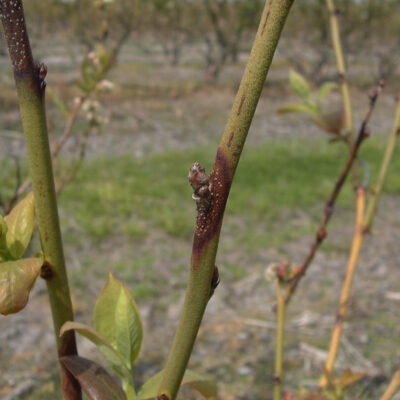 Godronia Canker Young Lesions — Godronia Canker