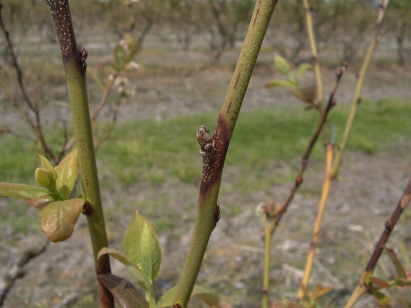 Godronia Canker