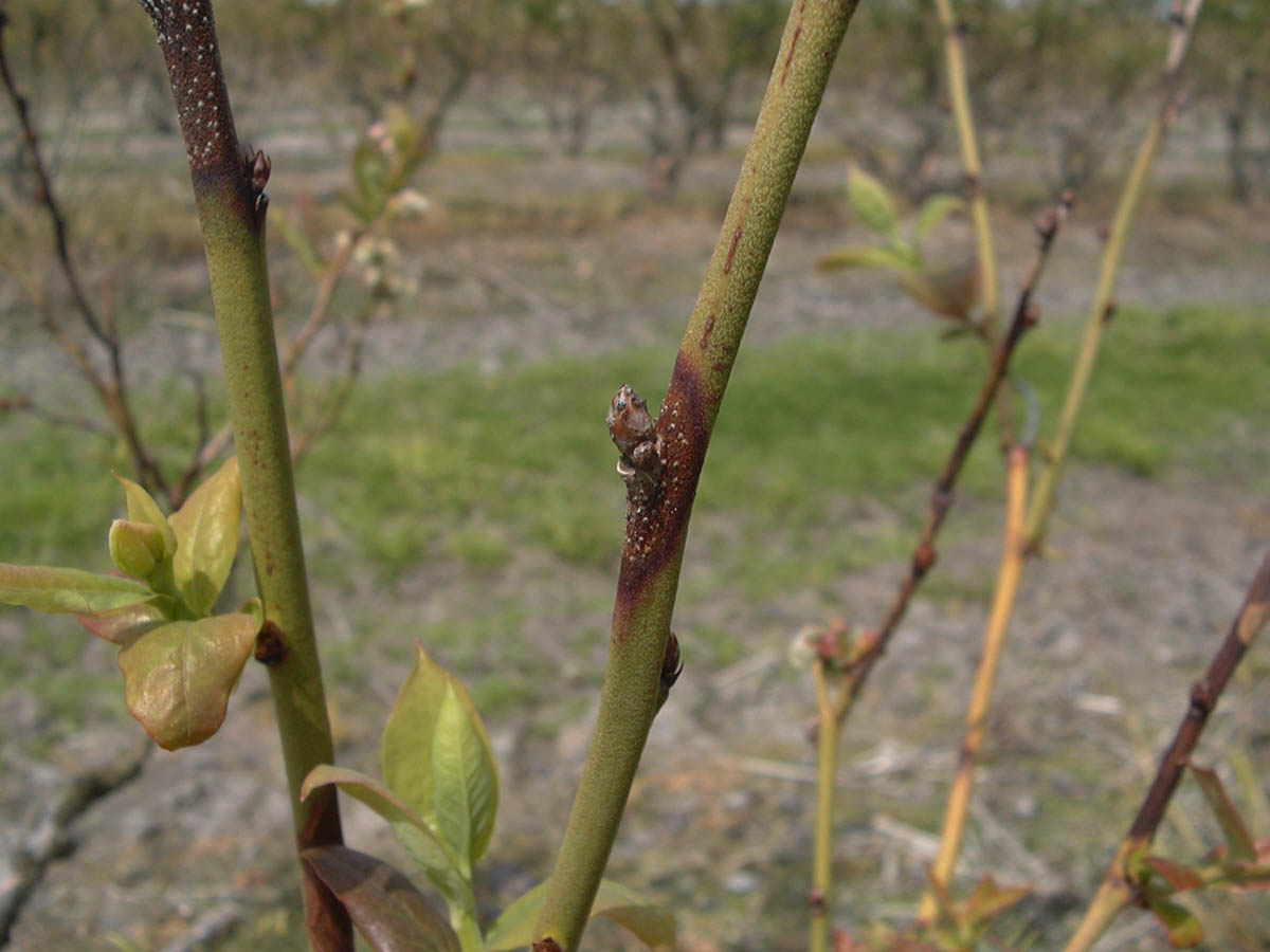 Godronia Canker