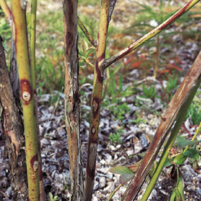 Godronia Canker Old Lesions — Godronia Canker