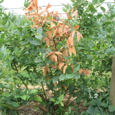 Godronia Flagging — Godronia Canker