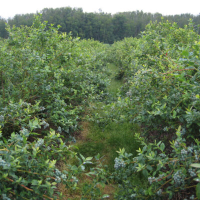 Green Berry Field — Green Berry