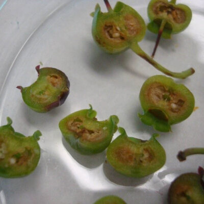 Green Fruit Drop Internal — Green Fruit Drop (GFD)