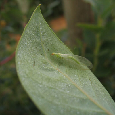 Green Lacewing — Green and Brown Lacewings