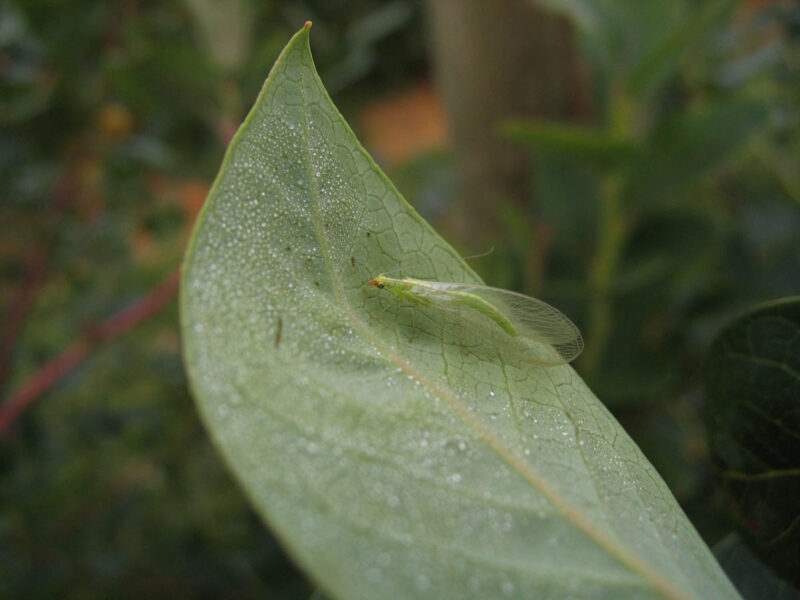Green and Brown Lacewings