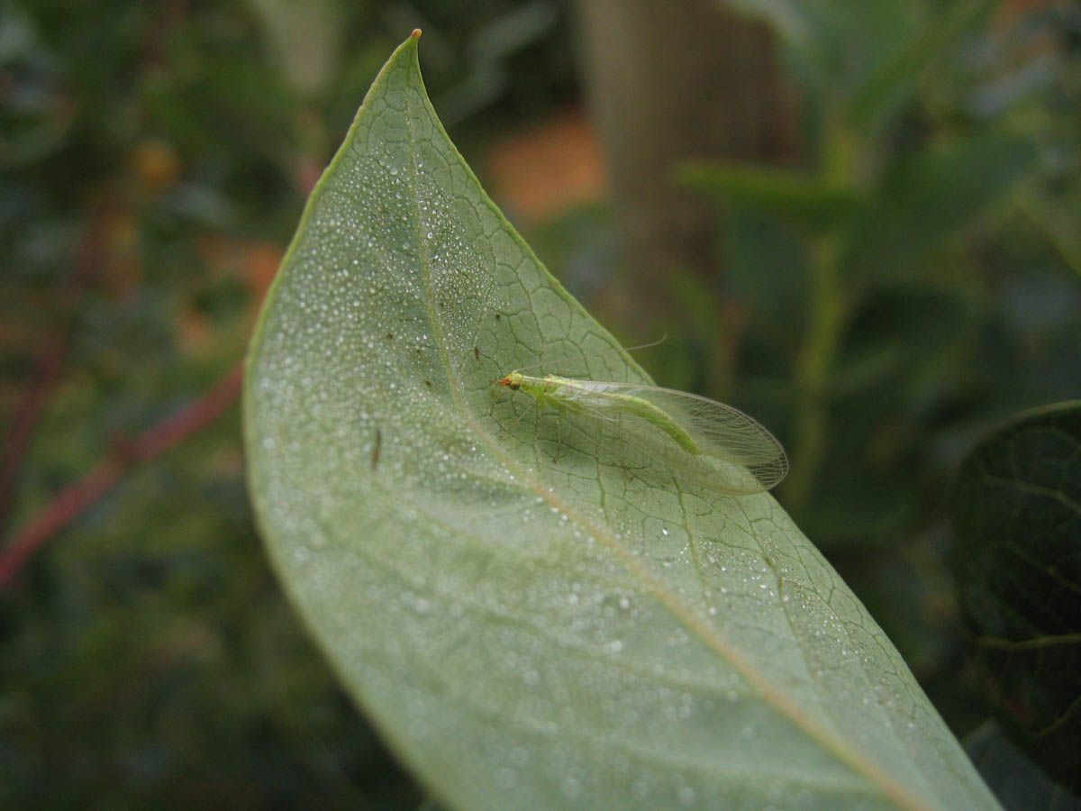 Green and Brown Lacewings