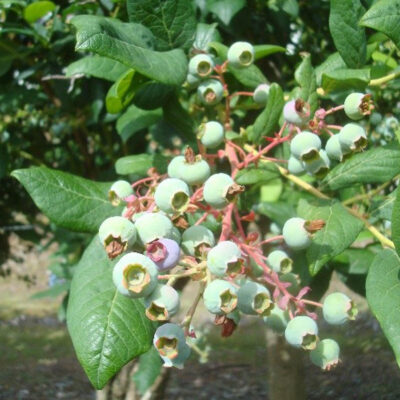 Green Fruit Drop Missing Fruit From Clusters — Green Fruit Drop (GFD)