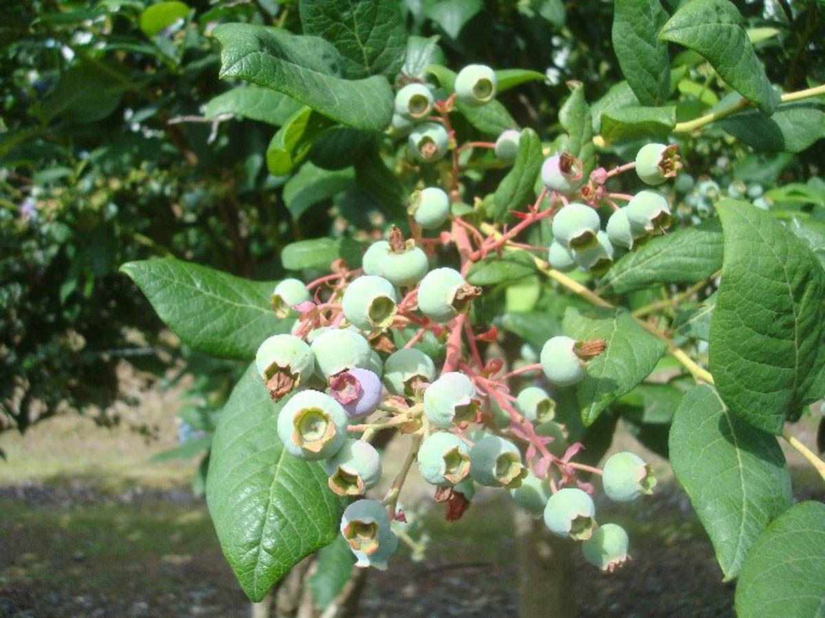 Green Fruit Drop (GFD)