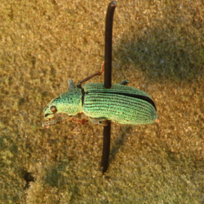 Green Immigrant Leaf Weevil — Weevils