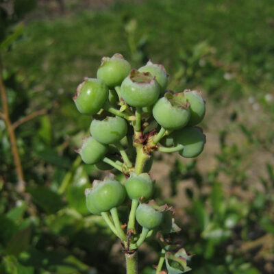 Green Berry — Green Berry