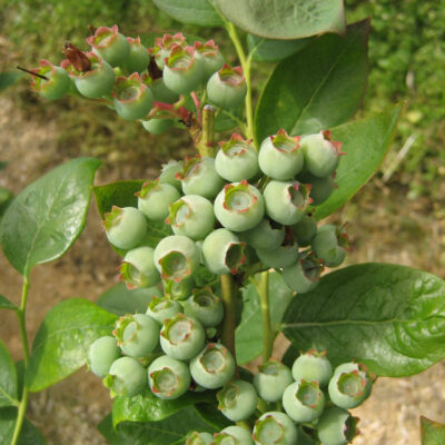 Green Berry — Green Berry