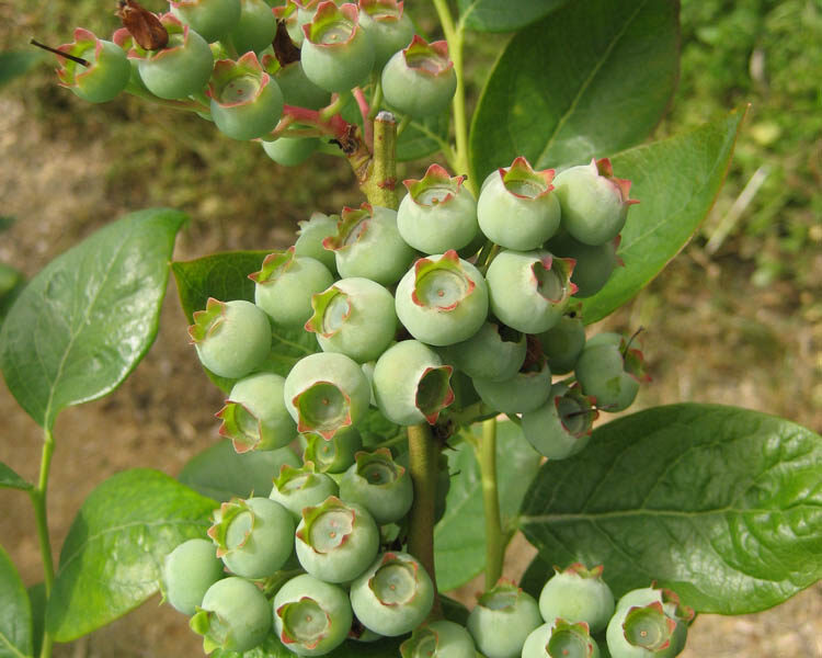 Green Berry
