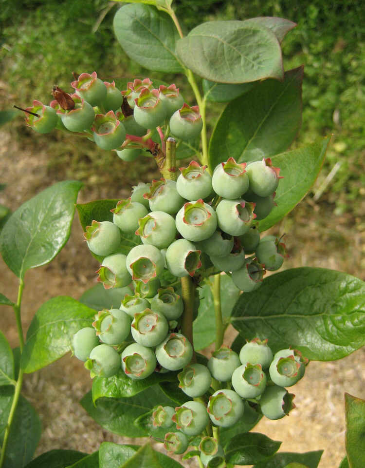 Green Berry