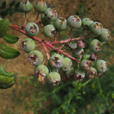 Hail Damage Berries — Hail Damage
