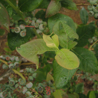 Hail Damage Leaves — Hail Damage