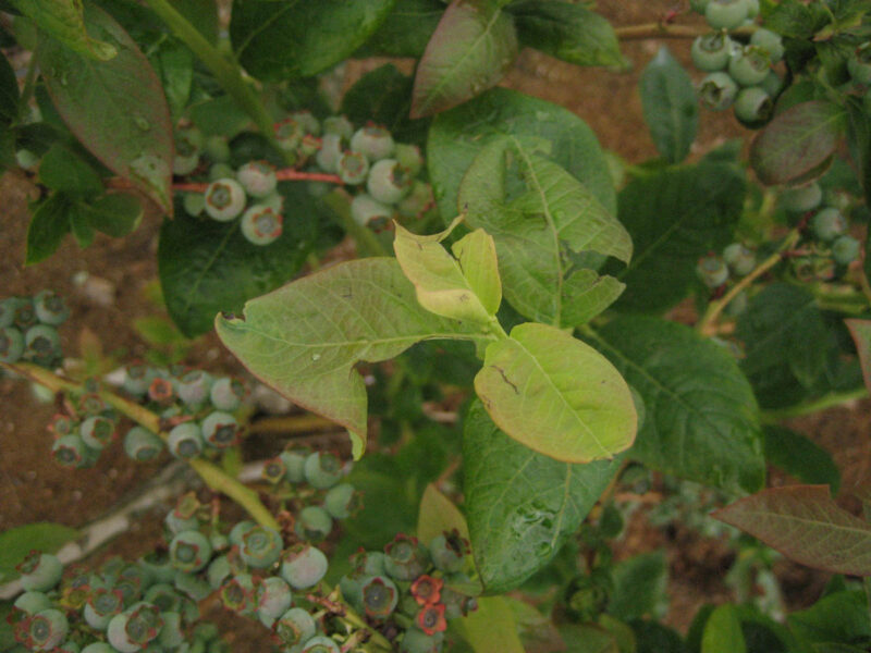 Hail Damage