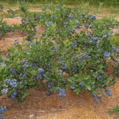 Harvest Ripe Berry Field — Harvest