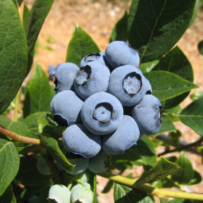 Harvest Ripe Berry — Harvest