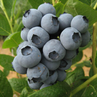 Harvest Ripe Berry — Harvest