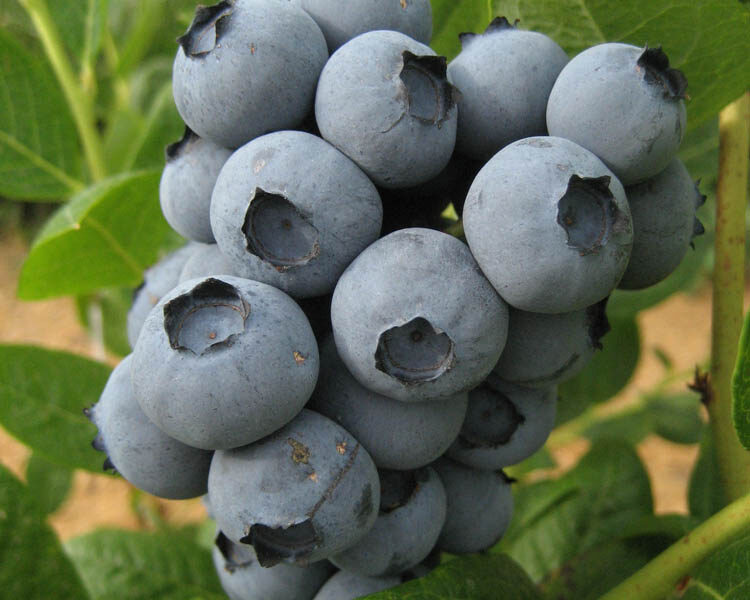 Harvest