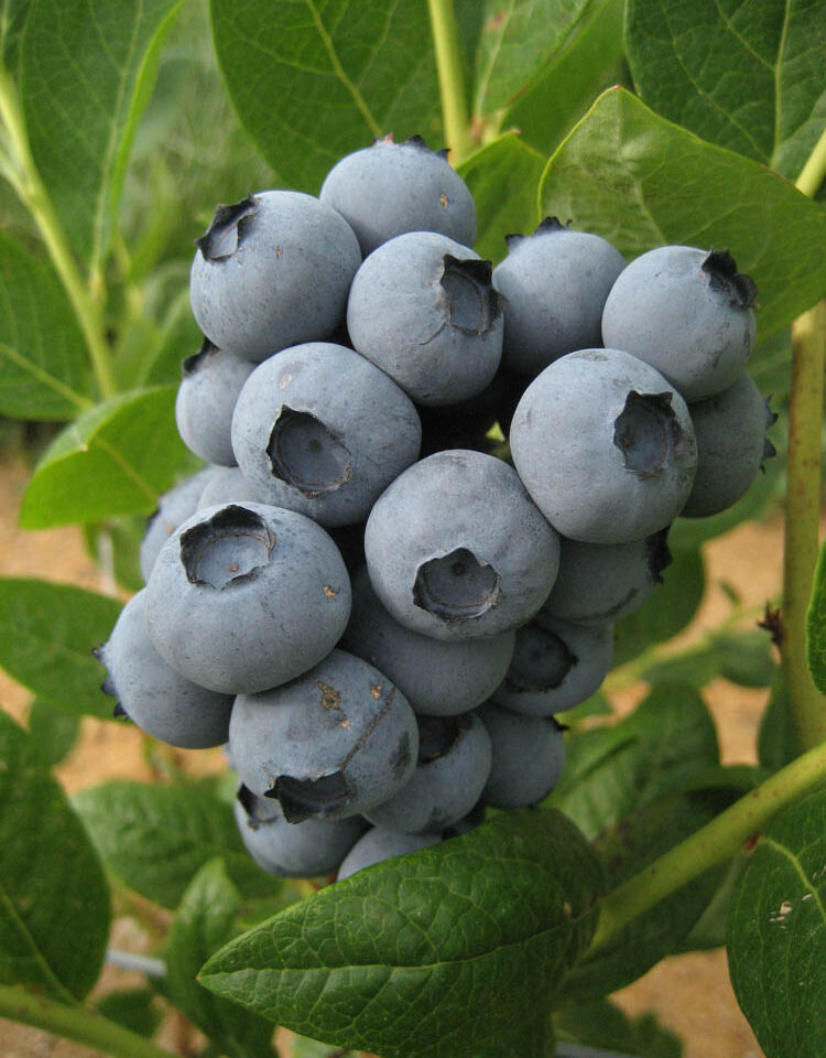 Harvest